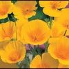 poppies805